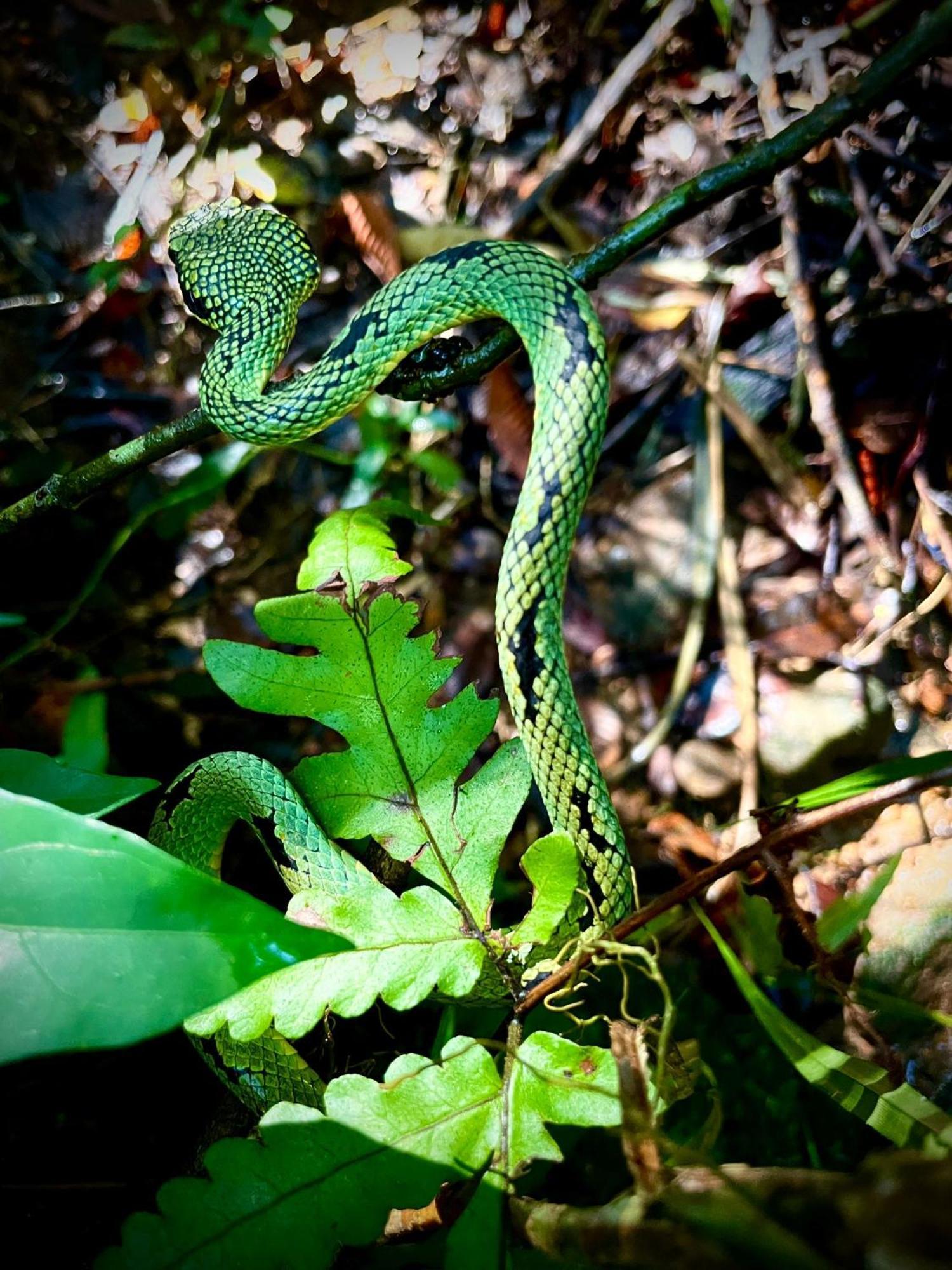 Rainforest Nest デニヤヤ エクステリア 写真